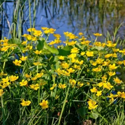 Sumpfdotterblume - Wasser-Ringelblume - Goldgelb am Wasserrand