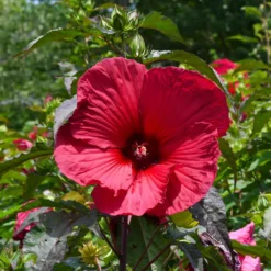 Sumpf-Eibisch ‘Carrousel® Giant Red’ - Teller-große Blüten im Beet