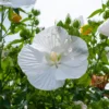 Sumpf-Eibisch Extreme Pure White - Riesenblüten in reinem Weiß