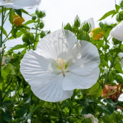 Sumpf-Eibisch Extreme Pure White - Riesenblüten in reinem Weiß