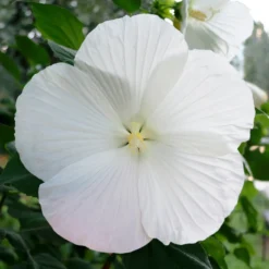 Sumpf-Eibisch Extreme Pure White - Riesenblüten in reinem Weiß