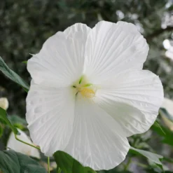 Sumpf-Eibisch Extreme Pure White - Riesenblüten in reinem Weiß