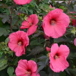 Sumpfhibiskus ‘Planet Griotte’® - Riesenblüten wie Teller