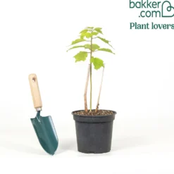 Sumpfhibiskus ‘Planet Griotte’® - Riesenblüten wie Teller