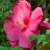 Sumpf-Hibiskus - Riesenblüten den ganzen Sommer
