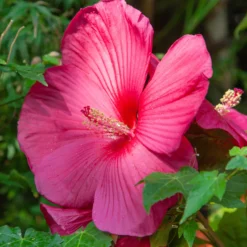 Sumpf-Hibiskus - Riesenblüten den ganzen Sommer