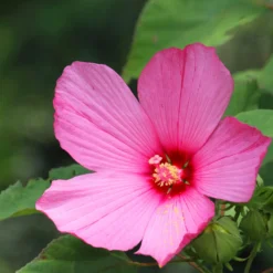 Sumpf-Hibiskus - Riesenblüten den ganzen Sommer