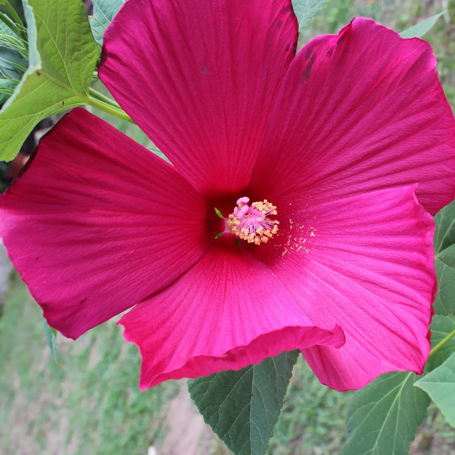 Sumpf-Hibiskus - Riesenblüten den ganzen Sommer