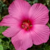 Sumpf-Roseneibisch Carousel ® Pink Passion - Riesenblüten in nur 1 Jahr