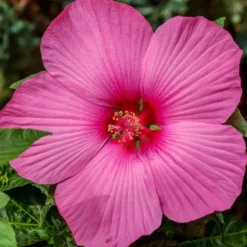 Sumpf-Roseneibisch Carousel ® Pink Passion - Riesenblüten in nur 1 Jahr
