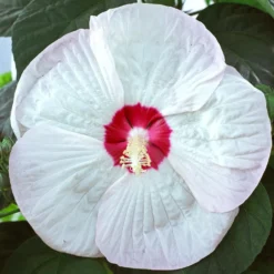 Sumpf-Roseneibisch Luna White - Riesenblüten in reinem Weiß