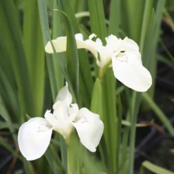 Sumpf-Schwertlilie ‘Alba’ - Weiße Iris am Teichrand