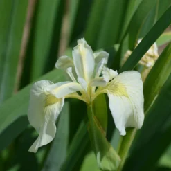 Sumpf-Schwertlilie ‘Alba’ - Weiße Iris am Teichrand