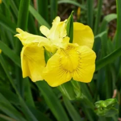 Sumpfschwertlilie - Gelbe Blüten am Wasserrand