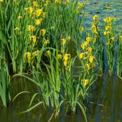 Sumpfschwertlilie - Gelbe Blüten am Wasserrand