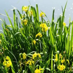 Sumpfschwertlilie - Gelbe Blüten am Wasserrand