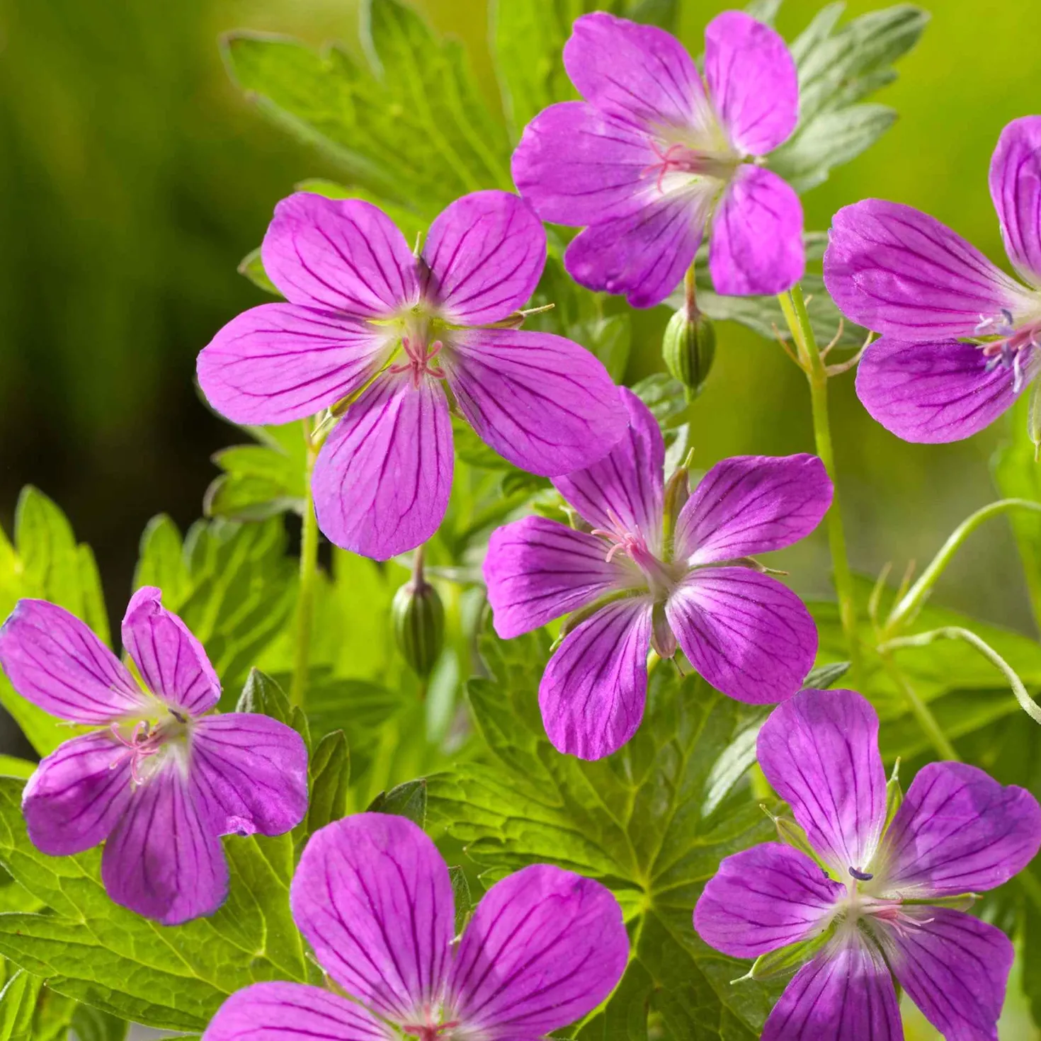 Sumpf-Storchschnabel - Violette Blüten am Wasser