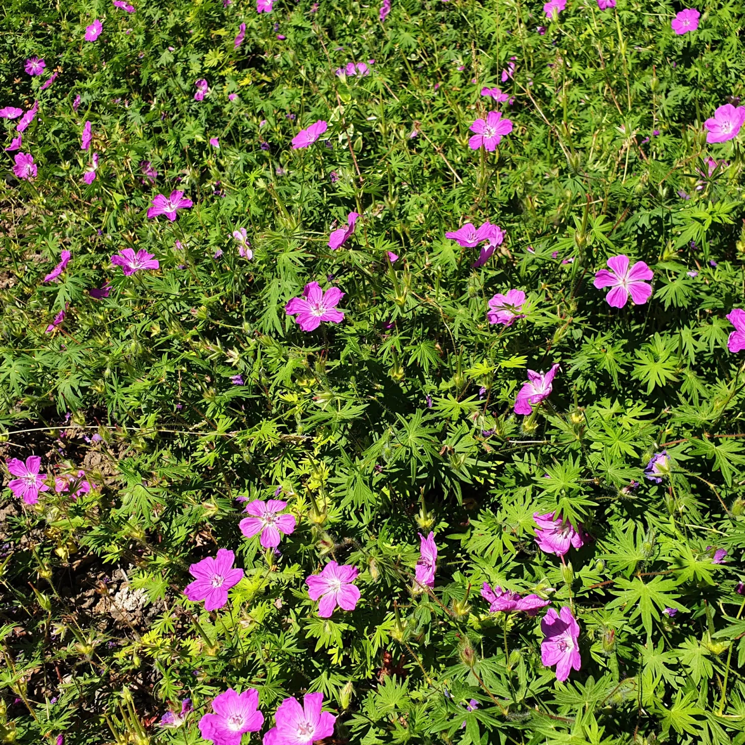 Sumpf-Storchschnabel - Violette Blüten am Wasser
