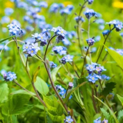 Sumpf-Vergissmeinnicht - Blaues Blütenmeer am Wasser