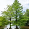 Sumpfzypresse - Ein Baum, der Farbe zeigt