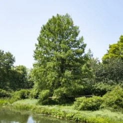 Sumpfzypresse - Ein Baum, der Farbe zeigt