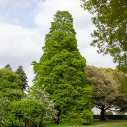 Sumpfzypresse - Ein Baum, der Farbe zeigt