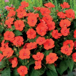 Sunpatiens orange (x3) - Sofort blühender Farbtupfer