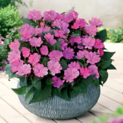 SunPatiens rosa-lila (x3) - Blüht ohne Pause bis Oktober