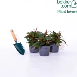 Sunpatiens weiß (x3) - Weiße Blütenpracht ohne Pause