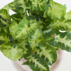 Syngonium im Kugelglas - Hydroponik - Tropisches Laub für lebendige Akzente