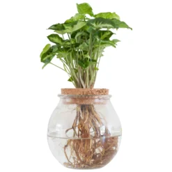 Syngonium im Kugelglas - Hydroponik - Tropisches Laub für lebendige Akzente