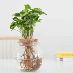 Syngonium im Kugelglas - Hydroponik - Tropisches Laub für lebendige Akzente