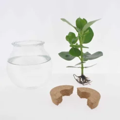 Syngonium im Kugelglas mit LED-Beleuchtung - Hydroponik - Anmutige und pflegeleichte Pflanze