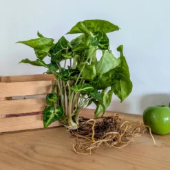Syngonium - Pfeilblatt mit Wow-Effekt