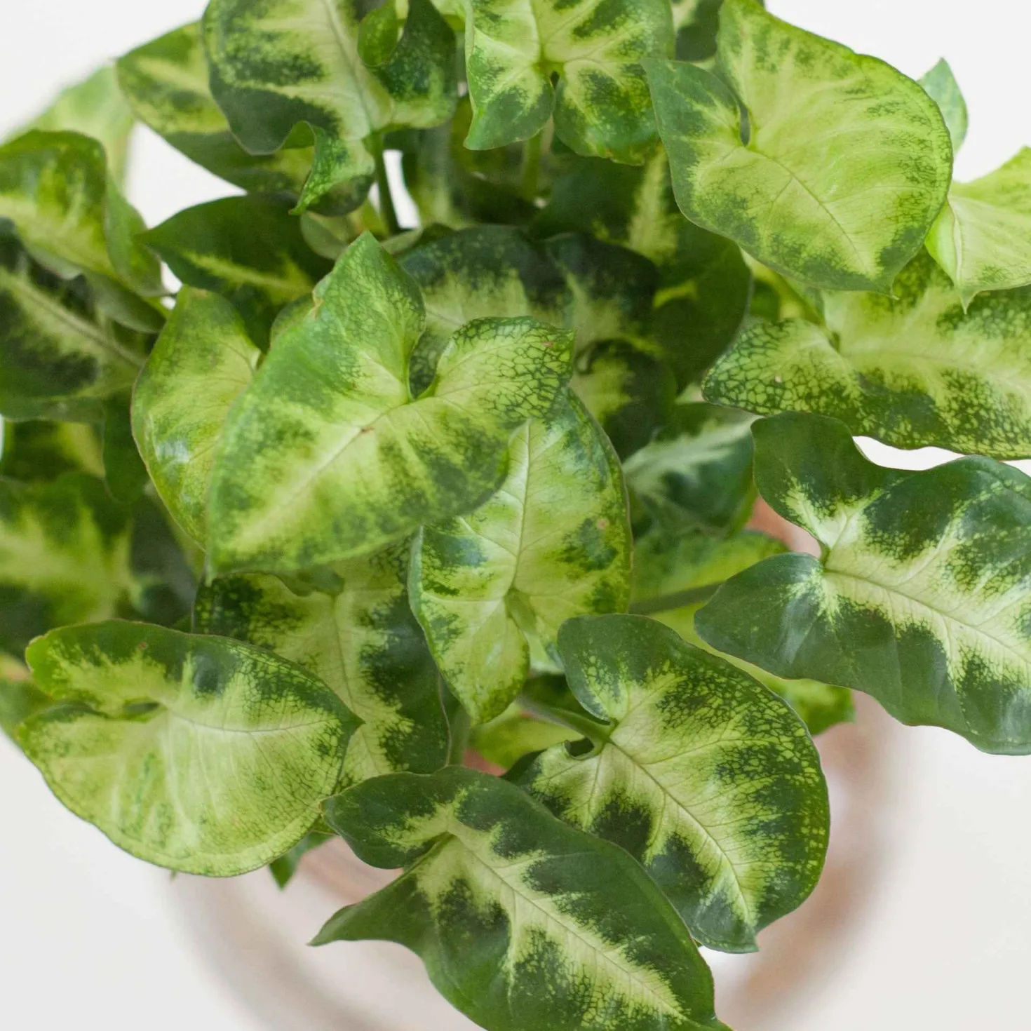 Syngonium - Pfeilblatt mit Wow-Effekt