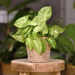 Syngonium podophyllum Arrow - Pfeilblätter, sofort schön