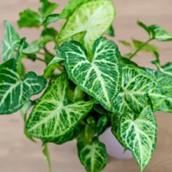Syngonium podophyllum Arrow - Pfeilblätter, sofort schön
