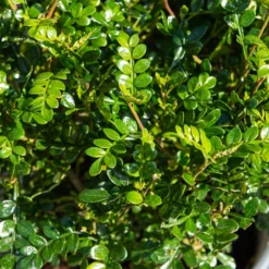 Szechuanpfeffer - Echter Pfeffer aus dem Garten