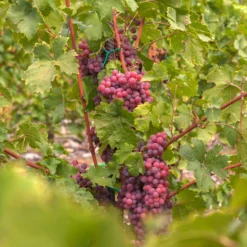 Tafeltraube ‘Chasselas Rose’ - Rosa Trauben direkt vom Balkon