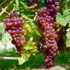 Tafeltraube ‘Chasselas Rose’ - Rosa Trauben direkt vom Balkon