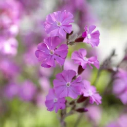 Tag-Lichtnelke - Rosa Wildblüten im Halbschatten