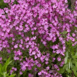 Tag-Lichtnelke - Rosa Wildblüten im Halbschatten