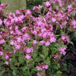 Tag-Lichtnelke - Rosa Wildblüten im Halbschatten