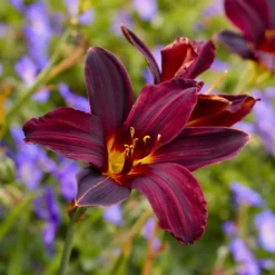 Taglilie ‘American Revolution’ - Tiefrote Blüten den ganzen Sommer