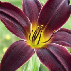 Taglilie ‘American Revolution’ - Tiefrote Blüten den ganzen Sommer