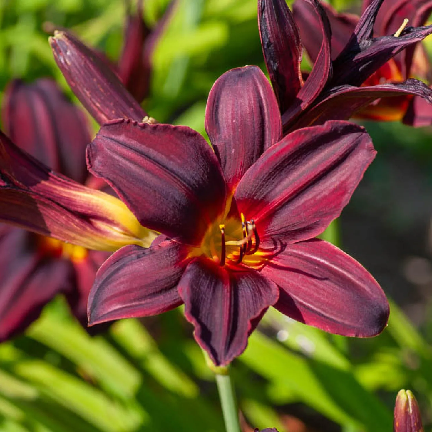 Taglilie ‘American Revolution’ - Tiefrote Blüten den ganzen Sommer
