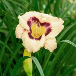 Taglilie 'Canadian Border Patrol' - Zweifarbige Blüten satt