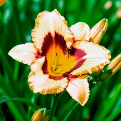 Taglilie 'Canadian Border Patrol' - Zweifarbige Blüten satt