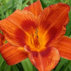 Taglilie ‘Holiday Delight’ - Orange Blüten den ganzen Sommer