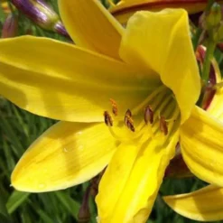 Taglilie Lemon Bells - Sonnengelb den ganzen Sommer